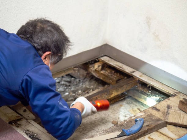 Best Industrial Mold Remediation in North Kingsville, OH