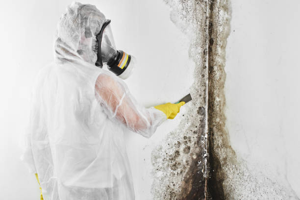 Best Residential Mold Remediation in North Kingsville, OH