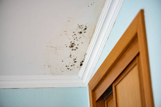 Best Insurance-Related Mold Remediation in North Kingsville, OH