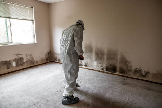 Best Commercial Mold Remediation in North Kingsville, OH