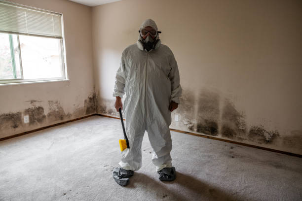 Best White Mold Remediation in North Kingsville, OH
