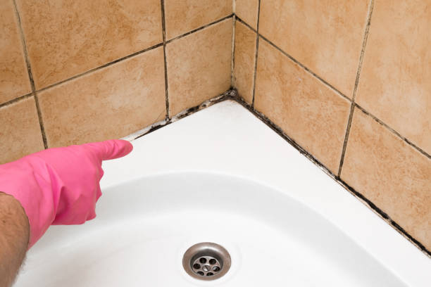 Best Basement Mold Remediation in North Kingsville, OH