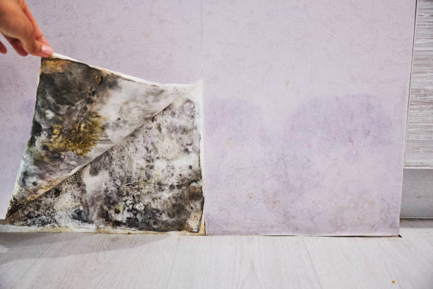 Best Insurance-Related Mold Remediation in North Kingsville, OH